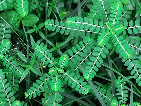 chanca piedra in tagalog|Chanca Piedra: Uses, How to Make Tea & Side Effects.